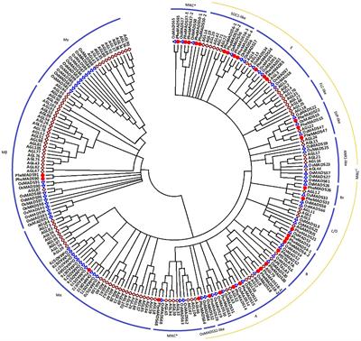 Analysis of MADS-Box Gene Family Reveals Conservation in Floral Organ ABCDE Model of Moso Bamboo (Phyllostachys edulis)